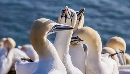 开云app下载-马赛新援闪耀欧洲赛场，成为球队新核心，马赛联赛