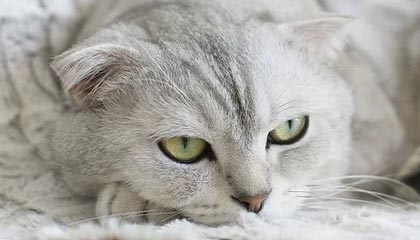 开云app下载-马赛新援闪耀欧洲赛场，成为球队新核心，马赛联赛